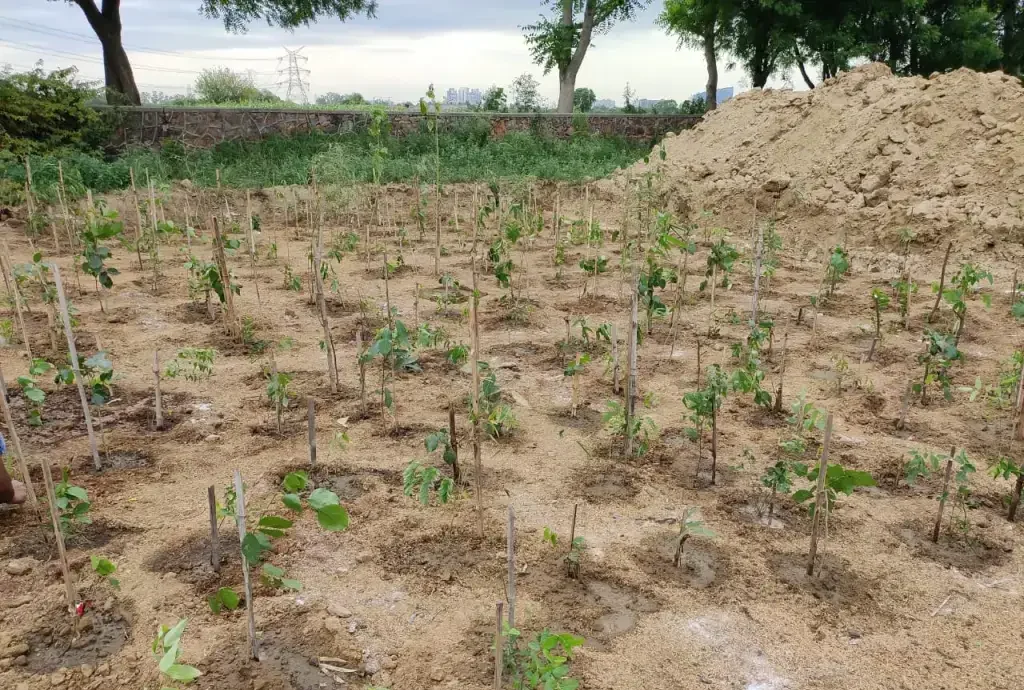 Miyawaki Plantation 